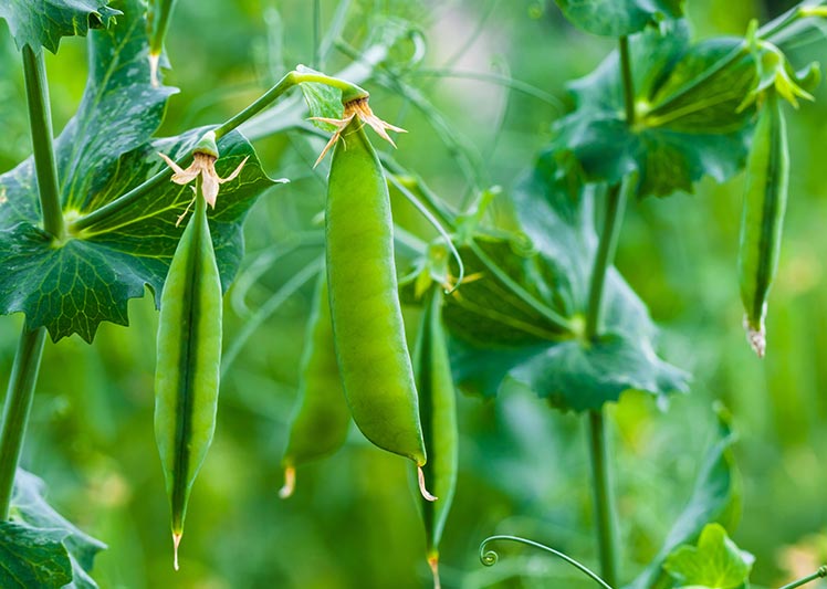 野菜